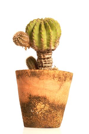 Cactus isolated on white backgroundの写真素材
