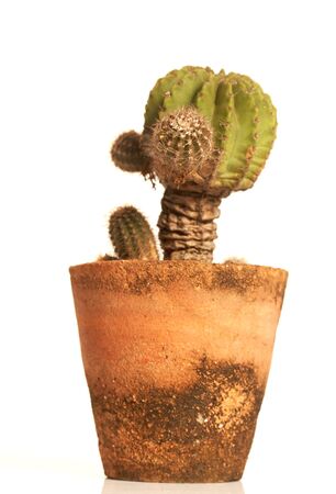 Cactus isolated on white backgroundの写真素材