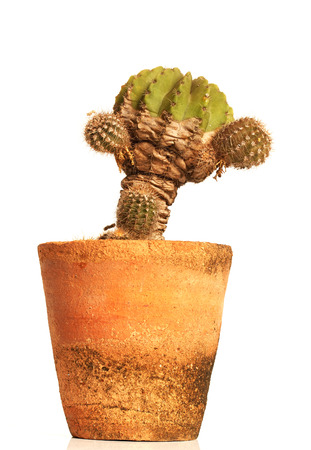 Cactus isolated on white backgroundの写真素材