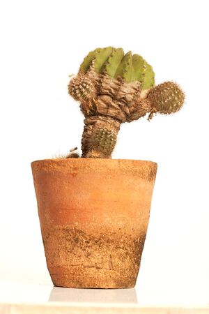 Cactus isolated on white backgroundの写真素材