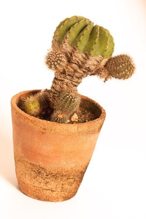 Cactus isolated on white backgroundの写真素材