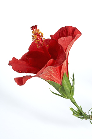 Red hibiscus flowers on a white background.の写真素材