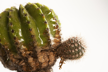 Cactus in a potの写真素材