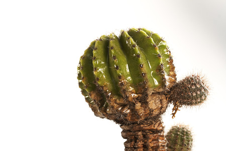 Cactus in a potの写真素材
