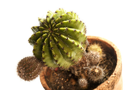 Cactus in a potの写真素材