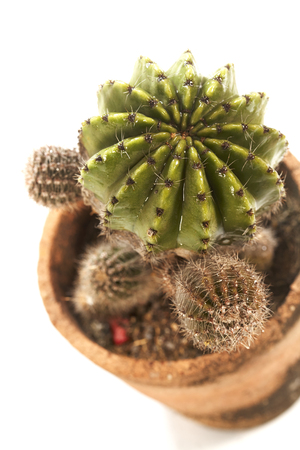Cactus in a potの写真素材