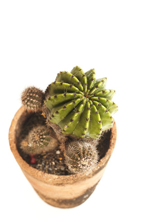 Cactus in a potの写真素材