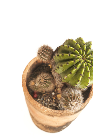 Cactus in a potの写真素材