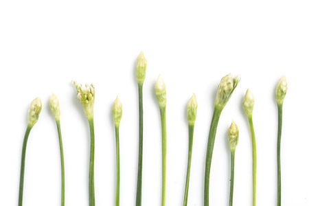 Onion flower on white backgroundの写真素材