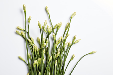 Onion flower isolated on white backgroundの写真素材