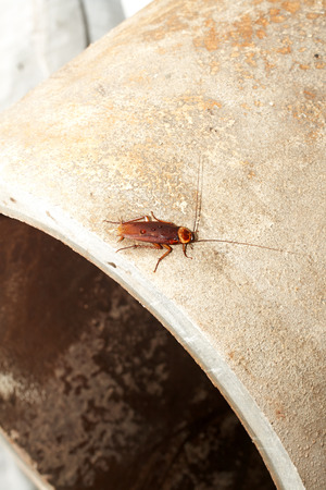 cockroach