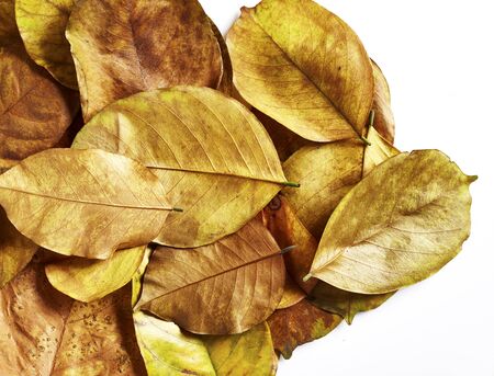 autumn leaves. Pterocarpus macrocarpusの写真素材