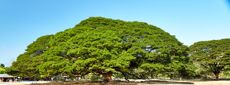 Giant Tree, thailand, kanchanaburi