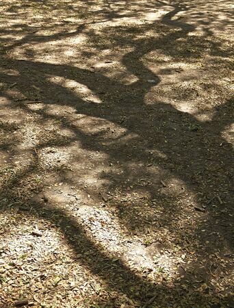 Shadow of tree on ground, background