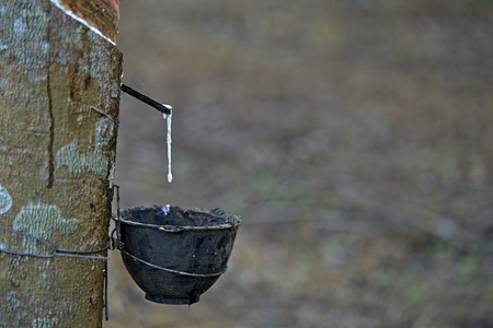 set rubber plantation, Kanchanaburi, Thailand.の写真素材
