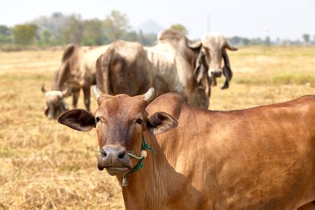 The cow Thailandの写真素材