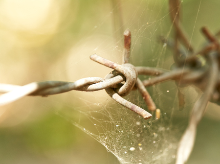 Barbed wire, steelの写真素材