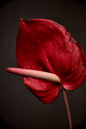 dark red and pink anthurium flower, Flamingo Flower