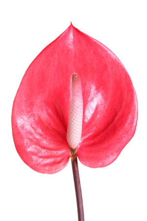 dark red and pink anthurium flower, Flamingo Flowerの写真素材
