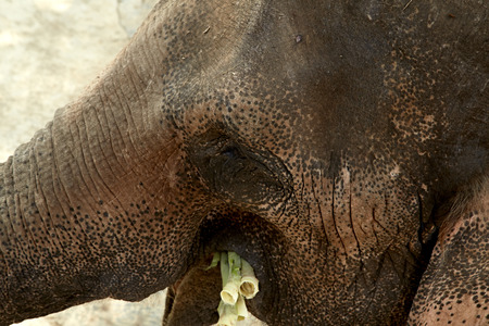 Close-up portrait of an elephantの写真素材