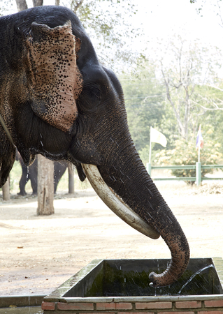 portrait of an elephant drinkingの写真素材