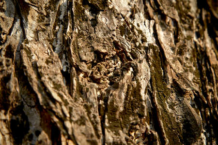 Texture of a tree bark