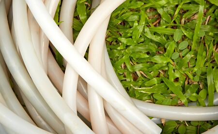 White rubber tube on green grassの写真素材