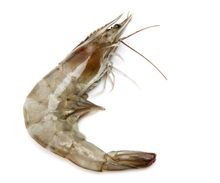 Fresh shrimp in thailand on a white background isolatedの写真素材