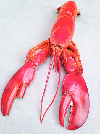 Red lobster isolated on gray backgroundの写真素材