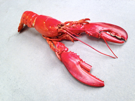 Red lobster isolated on gray backgroundの写真素材