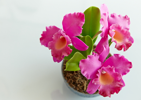 Pink orchid in a pot on the tableの写真素材