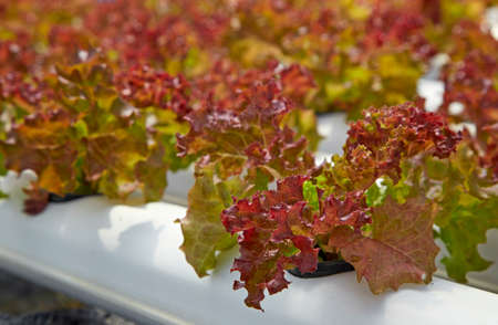 Green salad organic hydroponic farmの写真素材