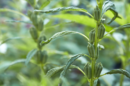 fresh sesame plant field, In Thailandの写真素材
