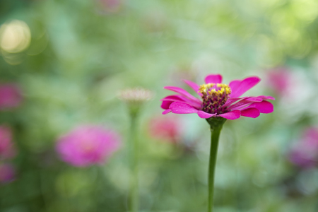 pink zinnia blooming in gardenの写真素材