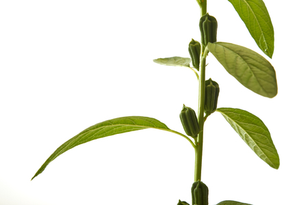 Sesame flowering on white backgroundの写真素材