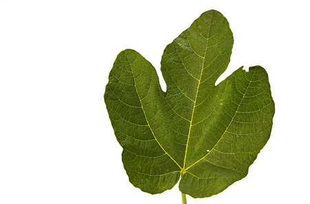 Fig leaf isolated on a white backgroundの写真素材