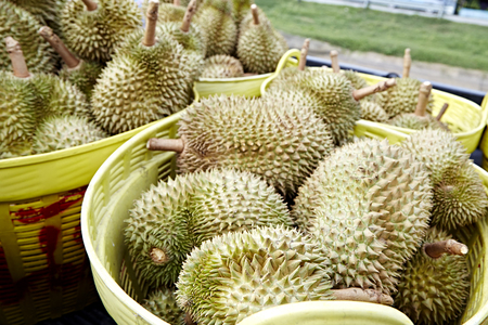 Group of Durian. tropical fruit.durian on the truck for sell. closeup durian. durian which is smelly sweet Thai fruit. durian in fruit market.の写真素材