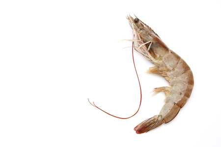 One raw shrimp isolated on white backgroundの写真素材
