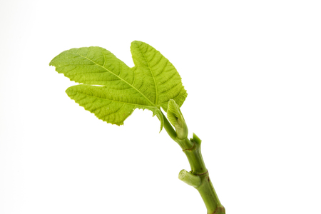 isolated on a white background