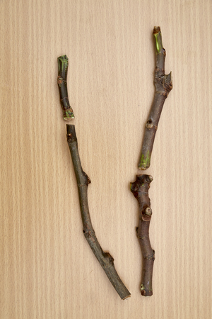 fig tree black madeira cuttingsの写真素材