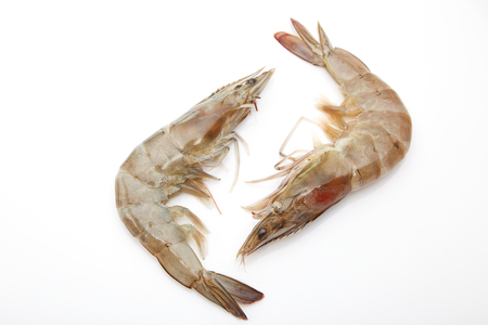 Fresh shrimp in thailand on a white background.の写真素材