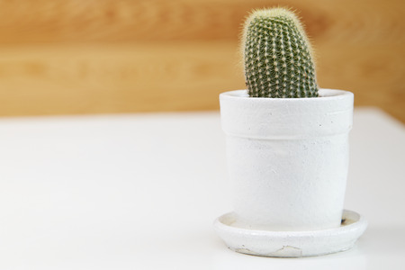 cactus with space in pot on wooden tableの写真素材