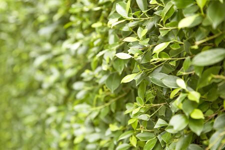 Green Leaves On Branches Of Buxus In Summer