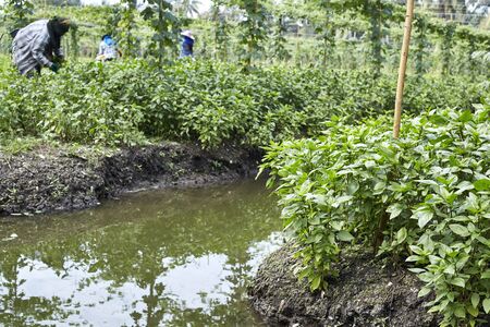 Vegetable Gardeners organic at Damnoen SaduakDamnoen Saduak in Thailandの写真素材