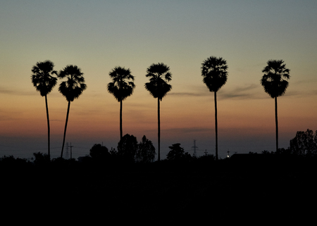 silhouette of sugar palm trees in sunrise with colorful skyの写真素材