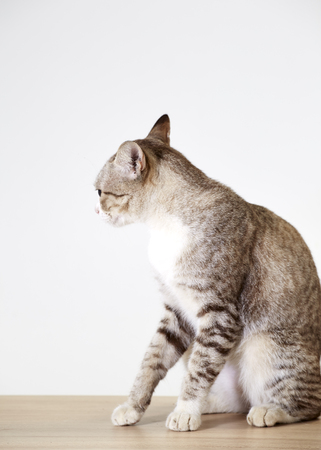 Beautiful little cat wood on white backgroundの写真素材