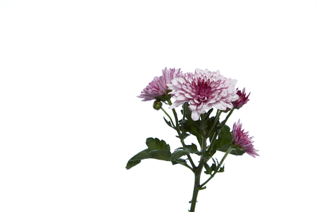 A purple chrysanthemum flower blooming isolated white backgoundの写真素材