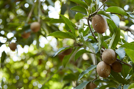 a shoot for tropical fruit â ciku tree (sapodilla)の写真素材