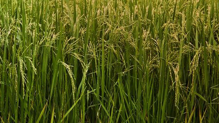 Rice field , close up green Jasmine rice in Thailandの写真素材