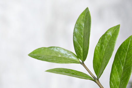 Green leaves on raw concrete texture background